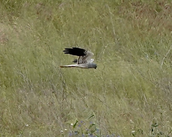 Montagu's harrier